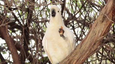 Kakadu dala tünemiş, meyve yiyor.