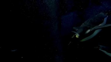 Penguenler akvaryum sergisinde zarif bir şekilde suyun altında yüzerler.