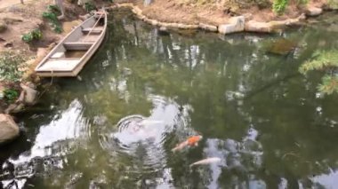 Koi balığı göldeki sabit bir kayığın yanında yüzüyor.