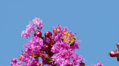 Arı canlı pembe çiçeklerle etkileşim halinde.