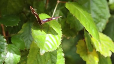 Kelebek canlı yeşil yaprakların üzerinde dinleniyor