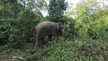 Issız bir fil, yemyeşil bir ormanda gezinir.