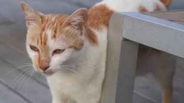 Etrafını gözetleyen bir kedi..
