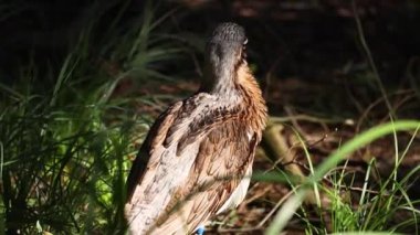 Otların ve bitkilerin arasında duran bir kuş