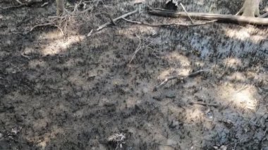 Yoğun ve ağaçlık bir alanda kademeli bir keşif.