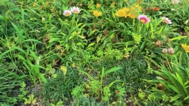 Renkli çiçekler yemyeşil İtalyan bahçesinde açar.