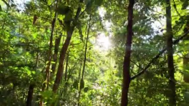Güneş ışığı sık orman yeşilliklerinde parıldıyor