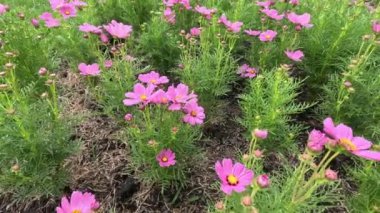 Bahçede açmakta olan çiçeklerin hızlandırılması.