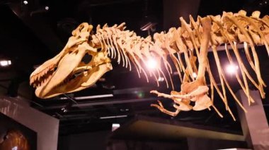 Melbourne Müzesi 'nde sergilenen dinozor iskeleti
