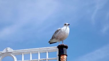 Ringa martısı Brighton 'da bir çite tünemiş.