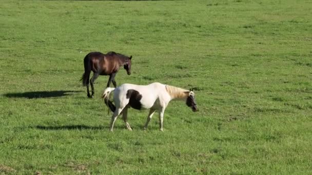 Trois chevaux dans un champ, pâturant et socialisant.