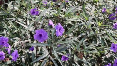 Yeşil yaprakların arasında canlı mor çiçekler.