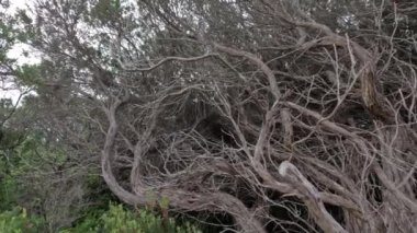 Leptospermum dalları ve yaprakları doğal ortamda