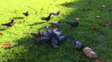 Güvercinler otların üzerinde ekmek yemek için toplanırlar.