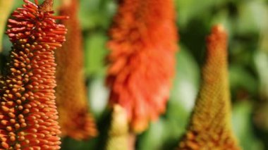 Melbourne 'da canlı Kniphofia çiçeklerine yakın çekim