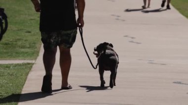 Güneşli bir günde bir adam köpeğini gezdirir.
