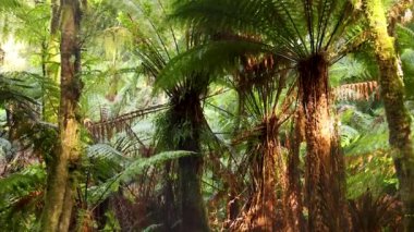 Yeşillik ve yağmur ormanlarında yükselen ağaçlar.