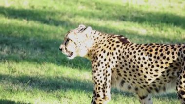 Avustralya Hayvanat Bahçesi 'nde çimlerde gezinen çita.