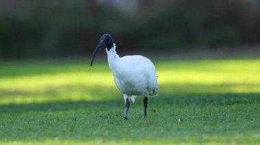 Ibis otların üzerinde yürüyor ve yiyecek arıyor.