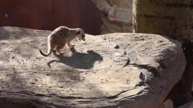 Meerkat bir kayanın üzerinde yemek yiyor ve yemek yiyor.