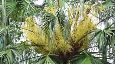 Livistona Chinensis palmiye ağacına yakın çekim
