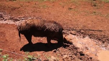 Bir yaban domuzu çamurlu bir arazide dikkatle dolaşır..