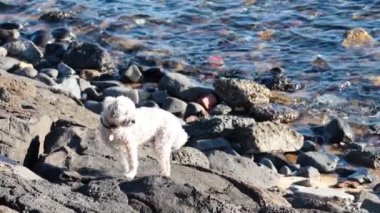 Okyanus kenarında kayalarda yürüyen bir köpek.