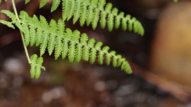 Arkaplanı bulanık olan brakken eğreltiotunun yakın çekimi