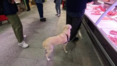Piyasada eti gözlemleyen köpek.