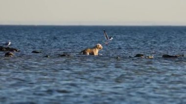 Köpek ve martı sığ deniz suyunda etkileşim halindeler.