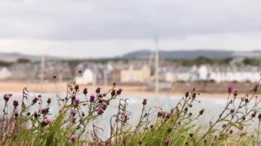 Knapweed çiçekleri Elie Earlsferry kıyı şeridinde sallanıyor