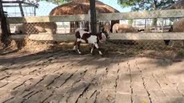 Genç keçi çiftlikte hoplayıp zıplıyor..