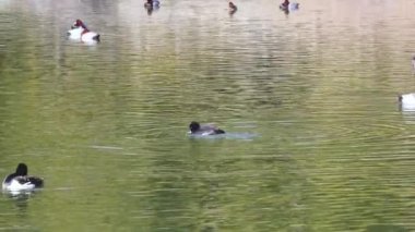 Ördekler sakin bir gölette huzur içinde yüzerler..