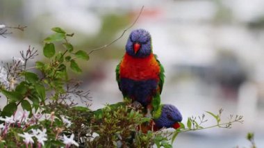 Renkli lori çiçekleri ve uçmayı etkiliyor.