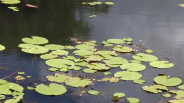 Su zambakları usulca yüzer gölette