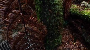 Yağmur ormanlarında yemyeşil ve eğrelti otları