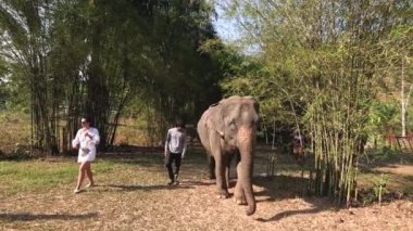 İnsanlar yakından izlerken bir fil geziniyor..