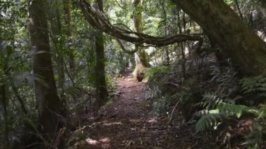 Bereketli yağmur ormanlarında huzurlu bir yürüyüş