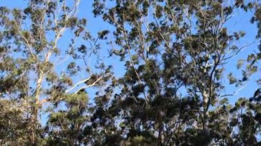 Rüzgarda yavaşça hareket eden ağaçlara bakıyorum.