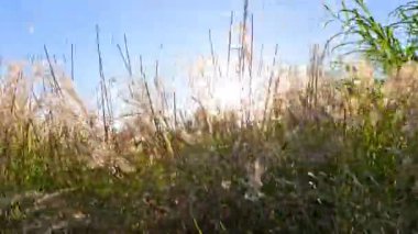 Pampa otları gün ışığında hafifçe hareket eder