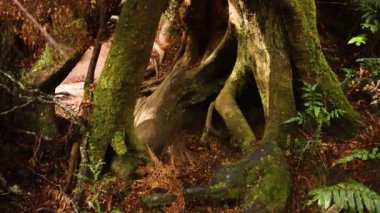 Yağmur ormanlarında kökleri ve yaprakları olan ağaç.