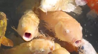 Koi balığı bir gölde yemek için yarışıyor.