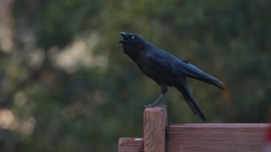 Ahşap bir çite tünemiş bir karga cıvıldıyor
