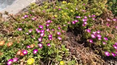 Napoli 'de bir bahçede çiçek açan davullar.