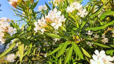 Mavi gökyüzünün altında açan beyaz Neryum çiçekleri