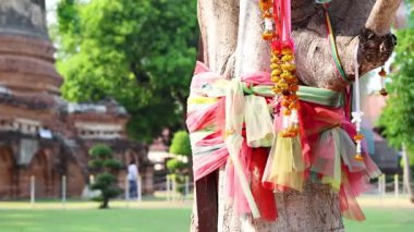 Ayutthaya 'da kutsal iplikle süslenmiş ağaç.