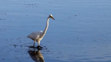 Akbalıkçıl hazırlanır, havalanır ve sakin suyun üzerinde uçar.
