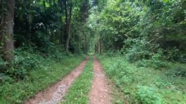 Huzurlu bir orman yolunda ilerleme