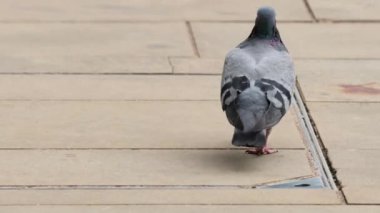 Güvercin yürüyor ve kaldırımda gagalıyor.