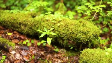 Bir orman kütüğünde yemyeşil yosun